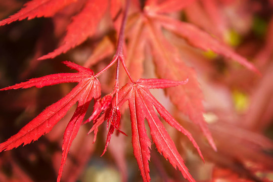 天然紅楓葉背景