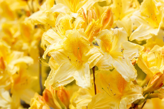 黃色的杜鵑花盛開(kāi)