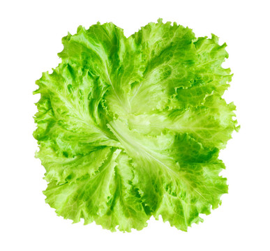 生菜
