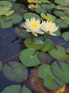 蓮花