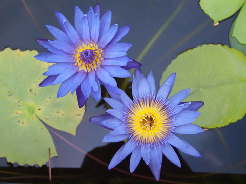 蓮花