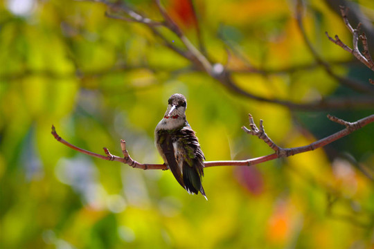 Hummingbird Perching在樹上