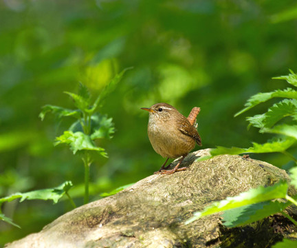 Woodland冬鷦鷯