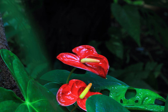 紅掌花