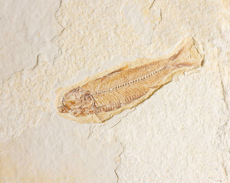魚(yú)化石