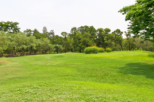 公園里的青草草地