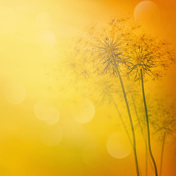 花的背景