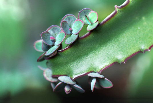 kakanchoe