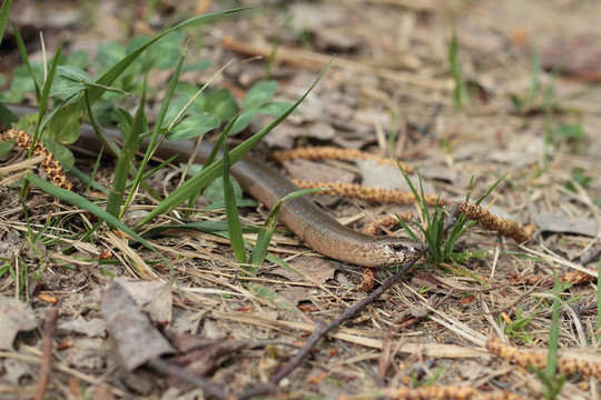 慢蟲（Anguis fragilis）