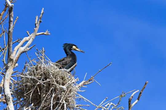 鸕鶿（Phalacrocorax carbo）巢