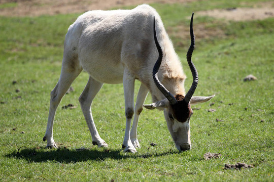 Addax