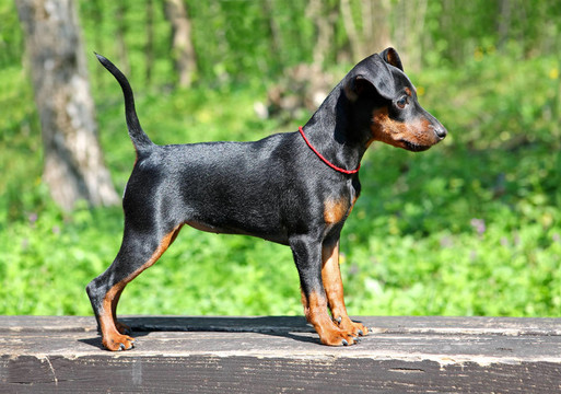 迷你杜賓犬的小狗