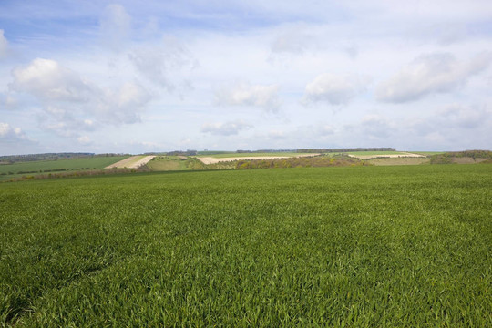 農(nóng)業(yè)fieldscape