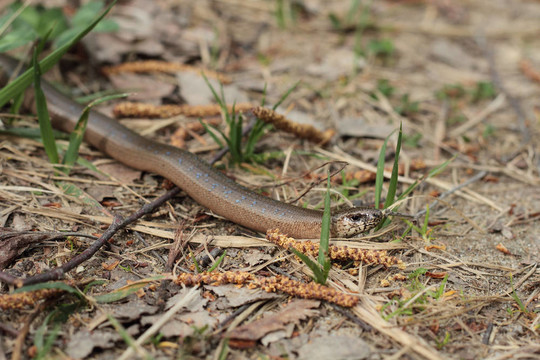 慢蟲（Anguis fragilis）