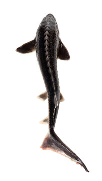 小體鱘魚新鮮