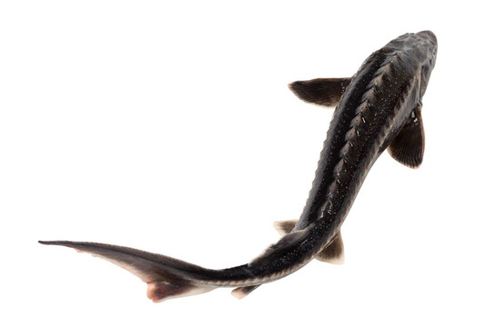 小體鱘魚