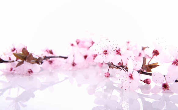 櫻桃樹的花