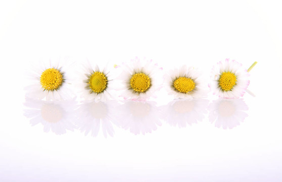 雛菊花