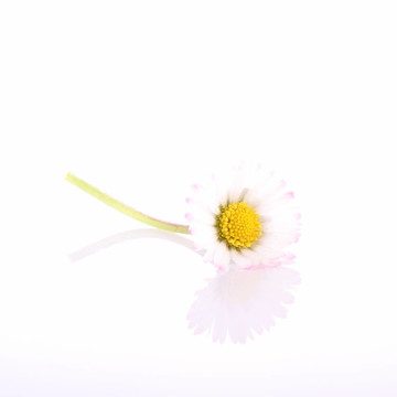 雛菊花