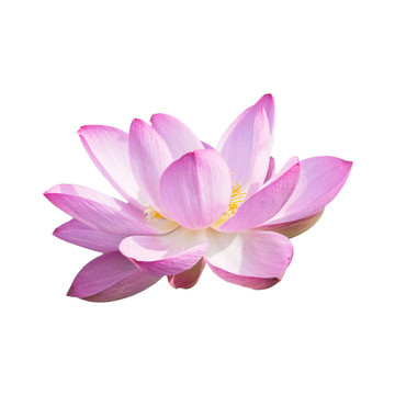 帶有剪輯路徑的隔離蓮花