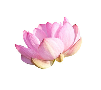 帶有剪輯路徑的隔離蓮花