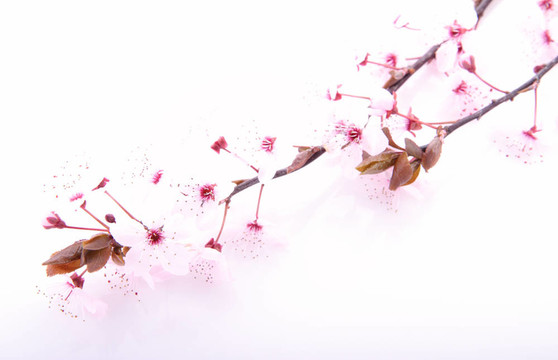櫻桃樹的花