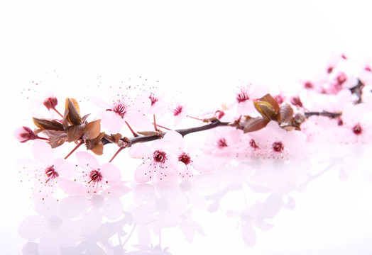 櫻桃樹的花