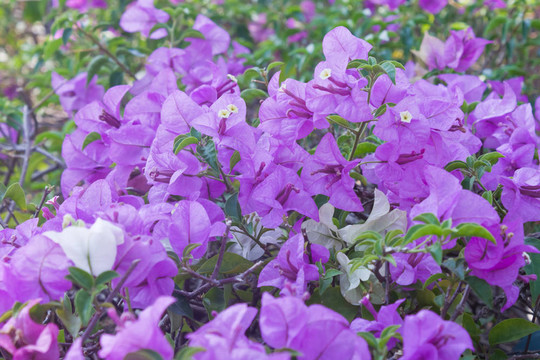 九重葛紙花