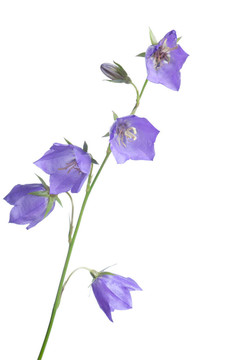 美麗的藍色花朵的風(fēng)鈴
