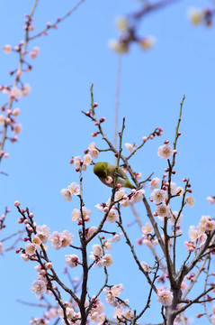 Mejiro和梅花。