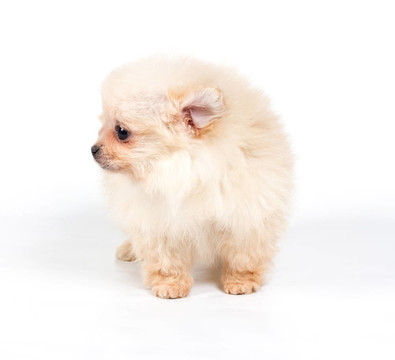 博美犬斯皮茨狗在白色背景