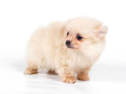 博美犬斯皮茨狗在白色背景