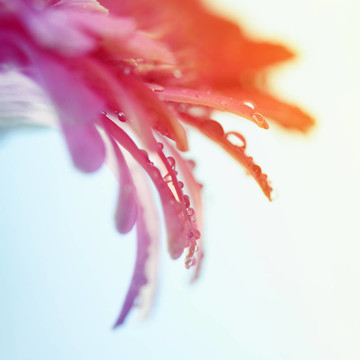 太陽花