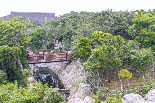 中國(guó)叢林；海南島