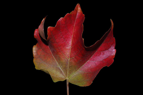 紅色的秋葉