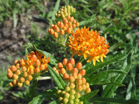印度畫(huà)筆（蝴蝶草）（Asclepias tuberosa）