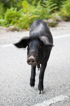 野豬（Sus scrofa）過馬路