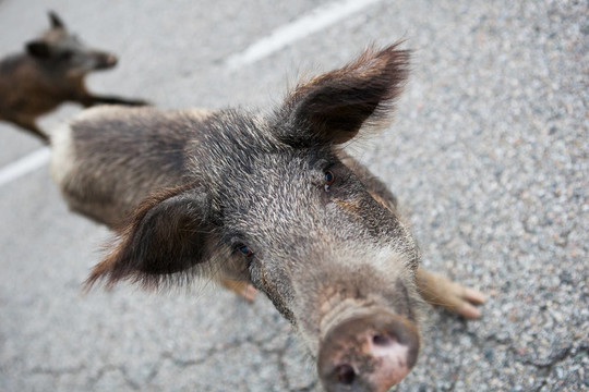 野豬（Sus scrofa）過馬路