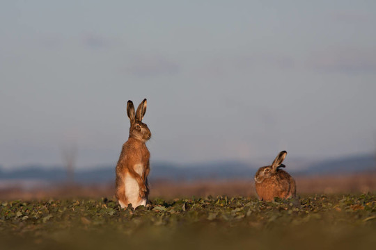 Brown hare（草兔）
