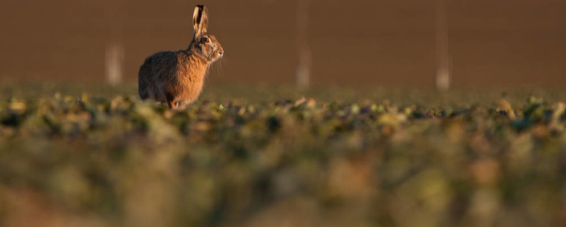 Brown hare（草兔）