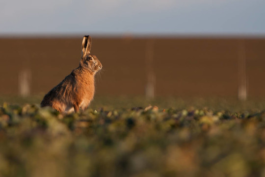 Brown hare（草兔）