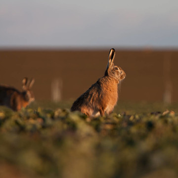 Brown hare（草兔）