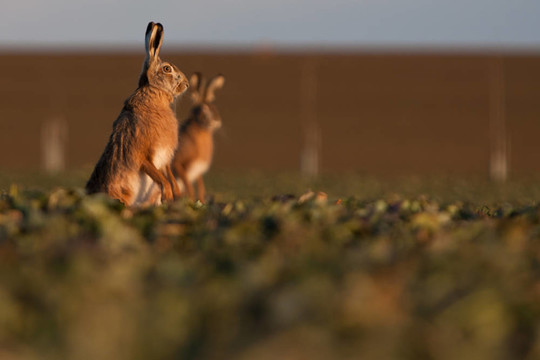Brown hare（草兔）