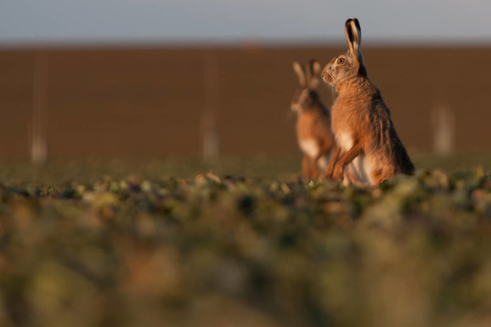 Brown hare（草兔）