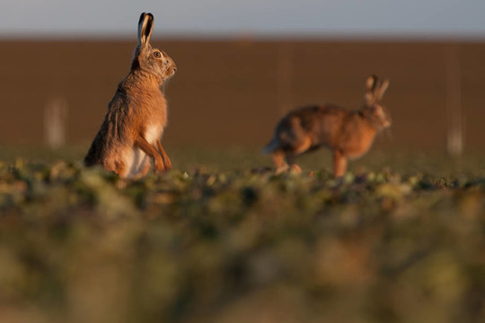 Brown hare（草兔）