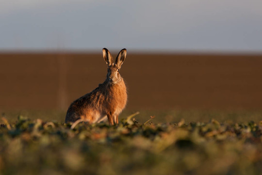 Brown hare（草兔）