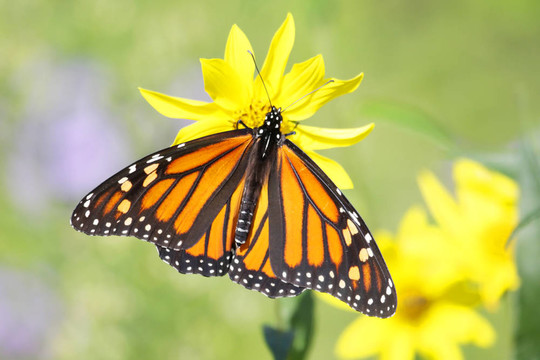 帝王蝶（Danaus plexippus）對林地的向日葵