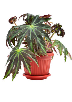 室內(nèi)植物秋海棠