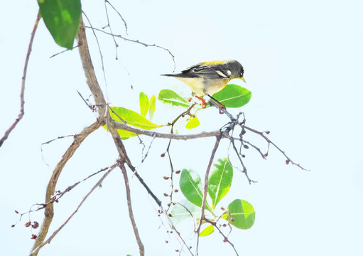 雀形目鳥隊(duì)。