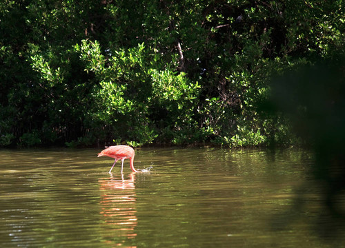 美洲紅鸛（Phoenicopterus ruber）